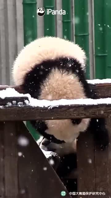 吃瓜小熊努力,吃瓜小熊的美食探索之旅 第3张 吃瓜小熊努力,吃瓜小熊的美食探索之旅 第3张